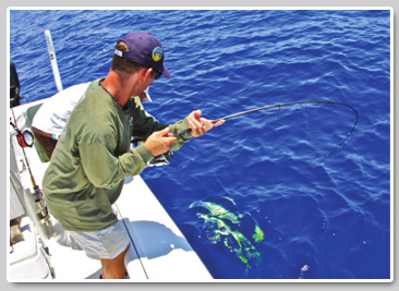Florida Keys Lobsterand Dolphin Fishing