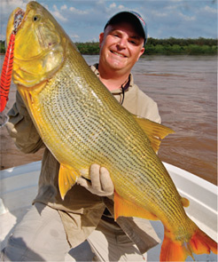 Golden Drorado of Argentina