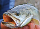 Canals and Backwater Fishing