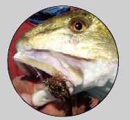 Redfish Fishing in the Gulf