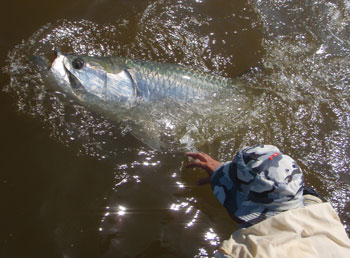 Tarpon Fishing in the Florida Everglades