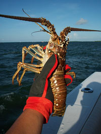 Lobster