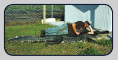 Giant Gator Hunting