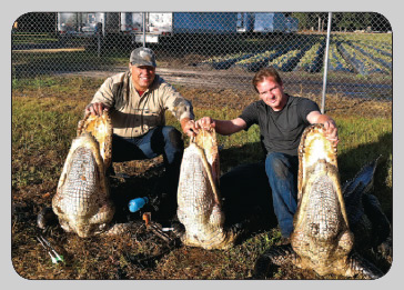 Giant Gator Hunting
