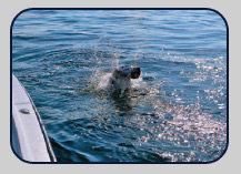 Fishing for Tarpon in Tampa Bay