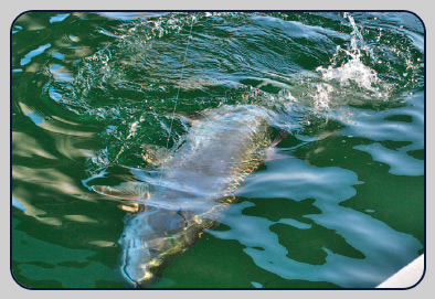 Fishing for Tarpon in Tampa Bay