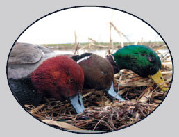 Waterfowl/Duck Hunting in Florida