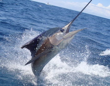 Fishing Crocodile Bay in Costa Rica