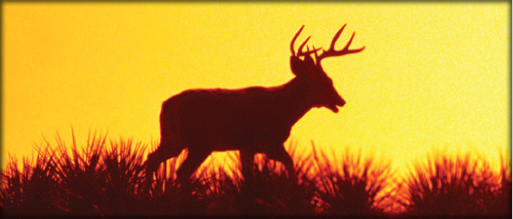 Summer Deer Preparations