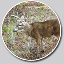 Summer Deer Preparations