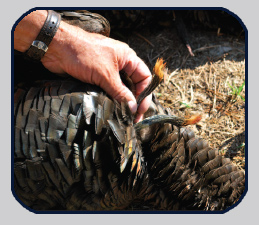 Spring Turkey Season