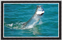 Tarpon Fishing Tampa