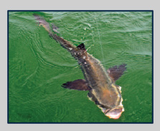 Keys Fishing in the Fall