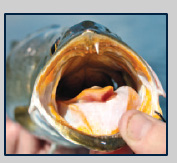 Fishing for Spotted Seatrout